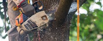 Best Arborist Consultation Services  in Seaside, OR