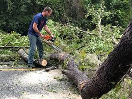 Best Commercial Tree Services  in Seaside, OR