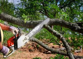 Lawn Renovation and Restoration in Seaside, OR