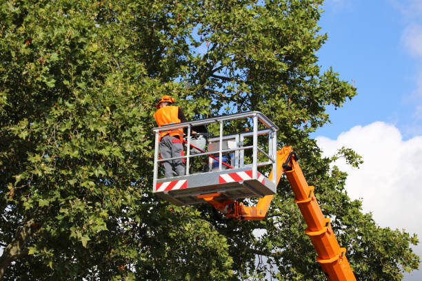 Best Tree Removal  in Seaside, OR