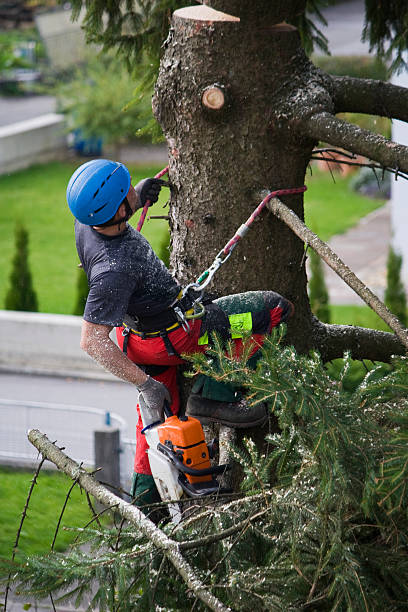 Trusted Seaside, OR  Tree Services Experts